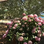 Oleja Tatil Evi *