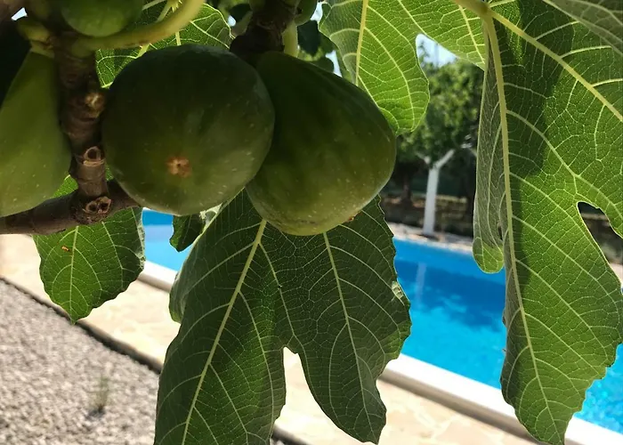 Oleja Dom wakacyjny *